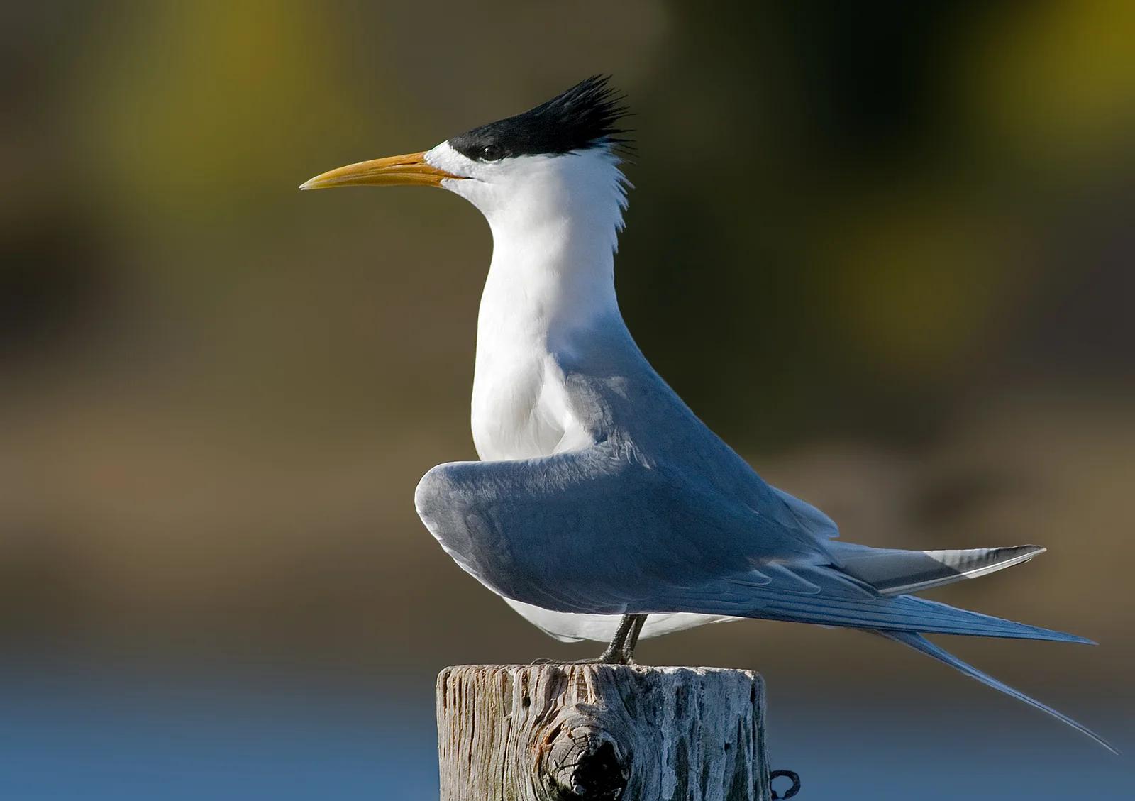 Great Crested Tern