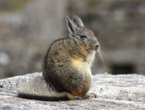 Mountain Viscacha