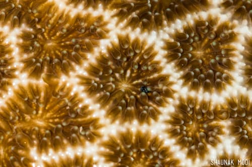 Stony Corals