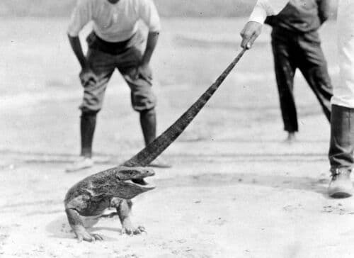 Komodo Dragon