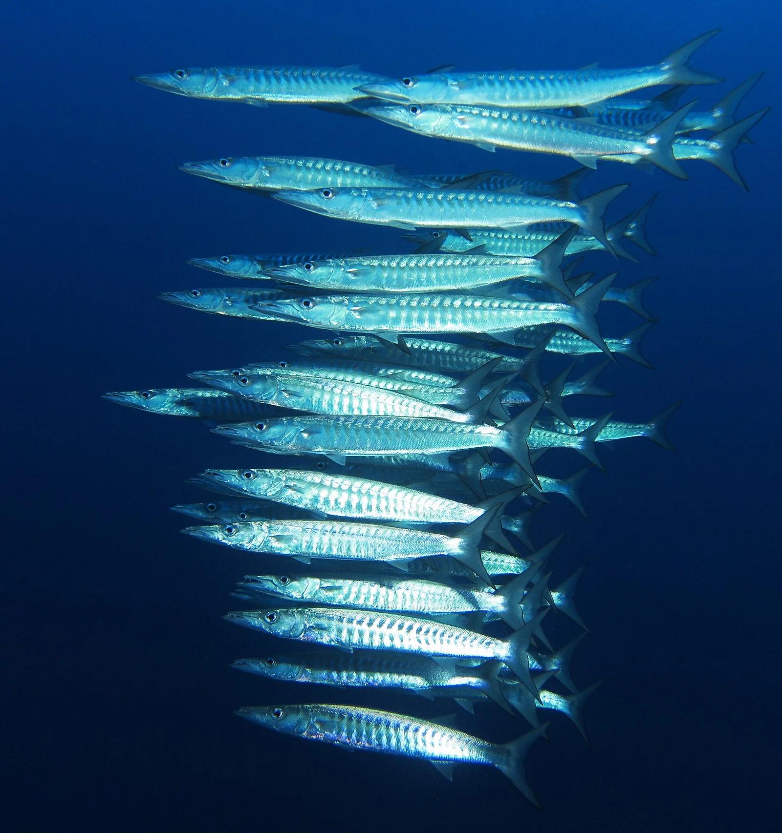 Blackfin Barracuda