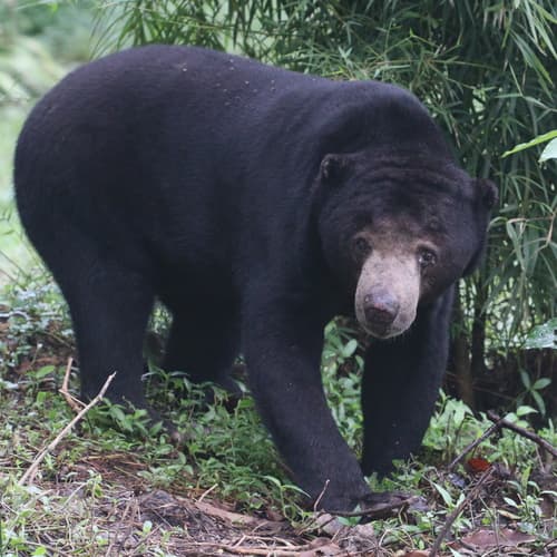 Sun Bears