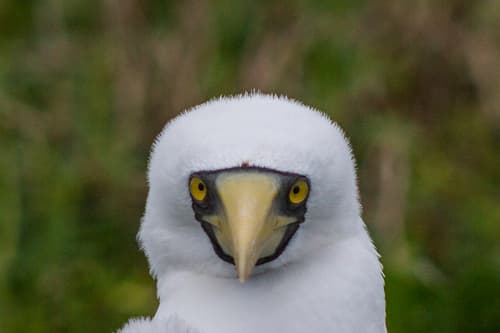 Typical Boobies