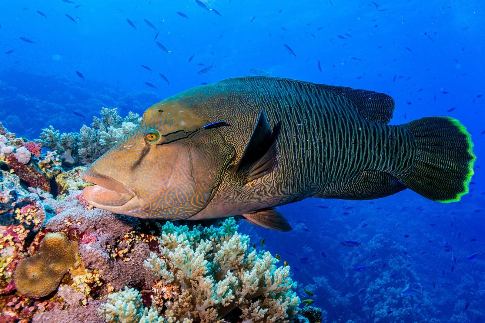 Napoleon Wrasse