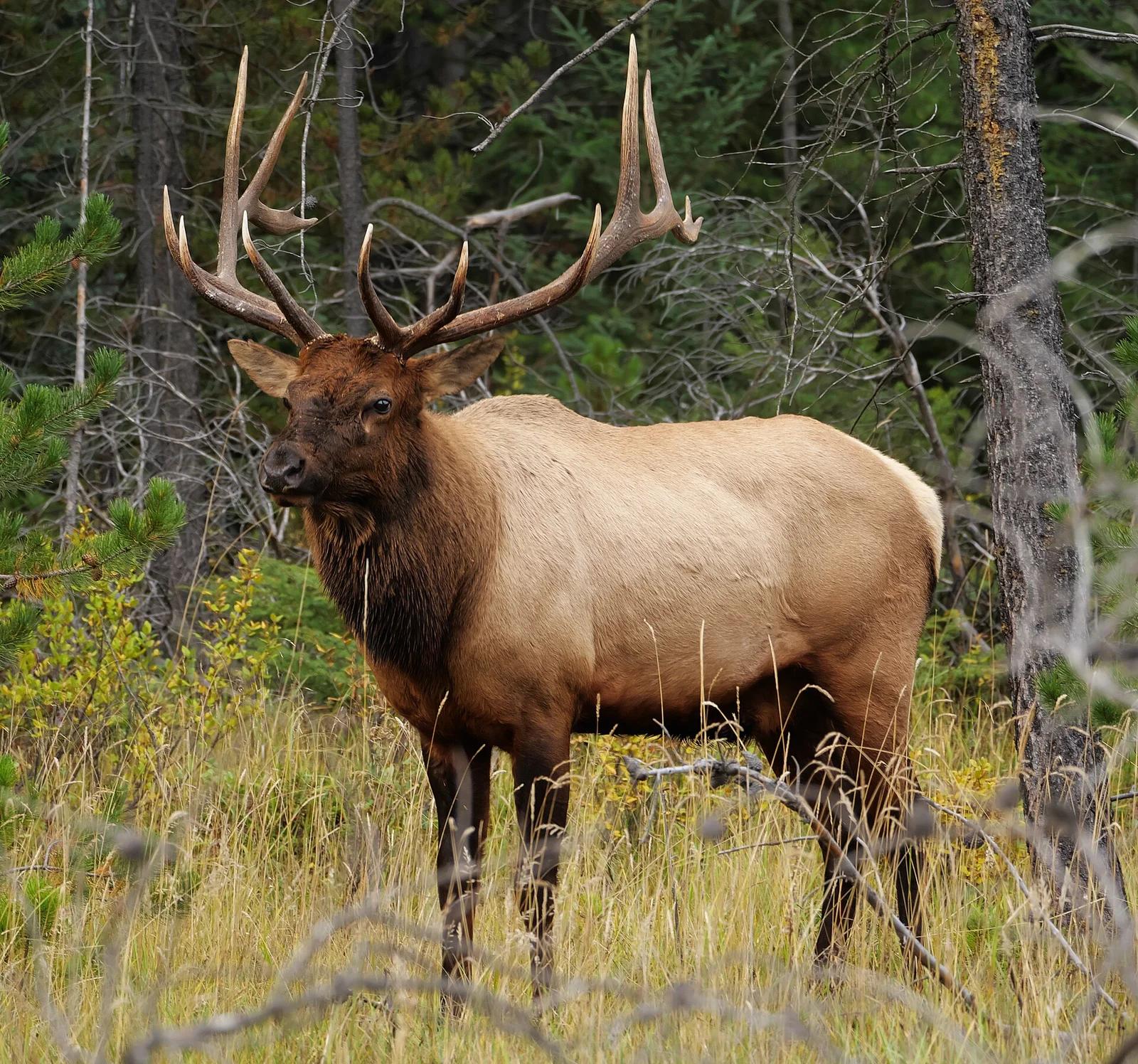 American Elk