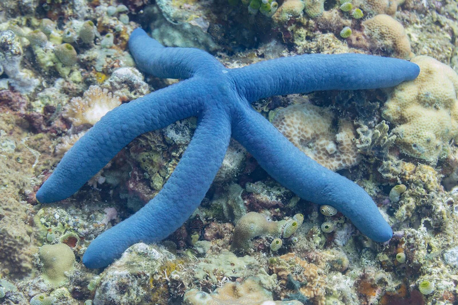 Blue Linckia