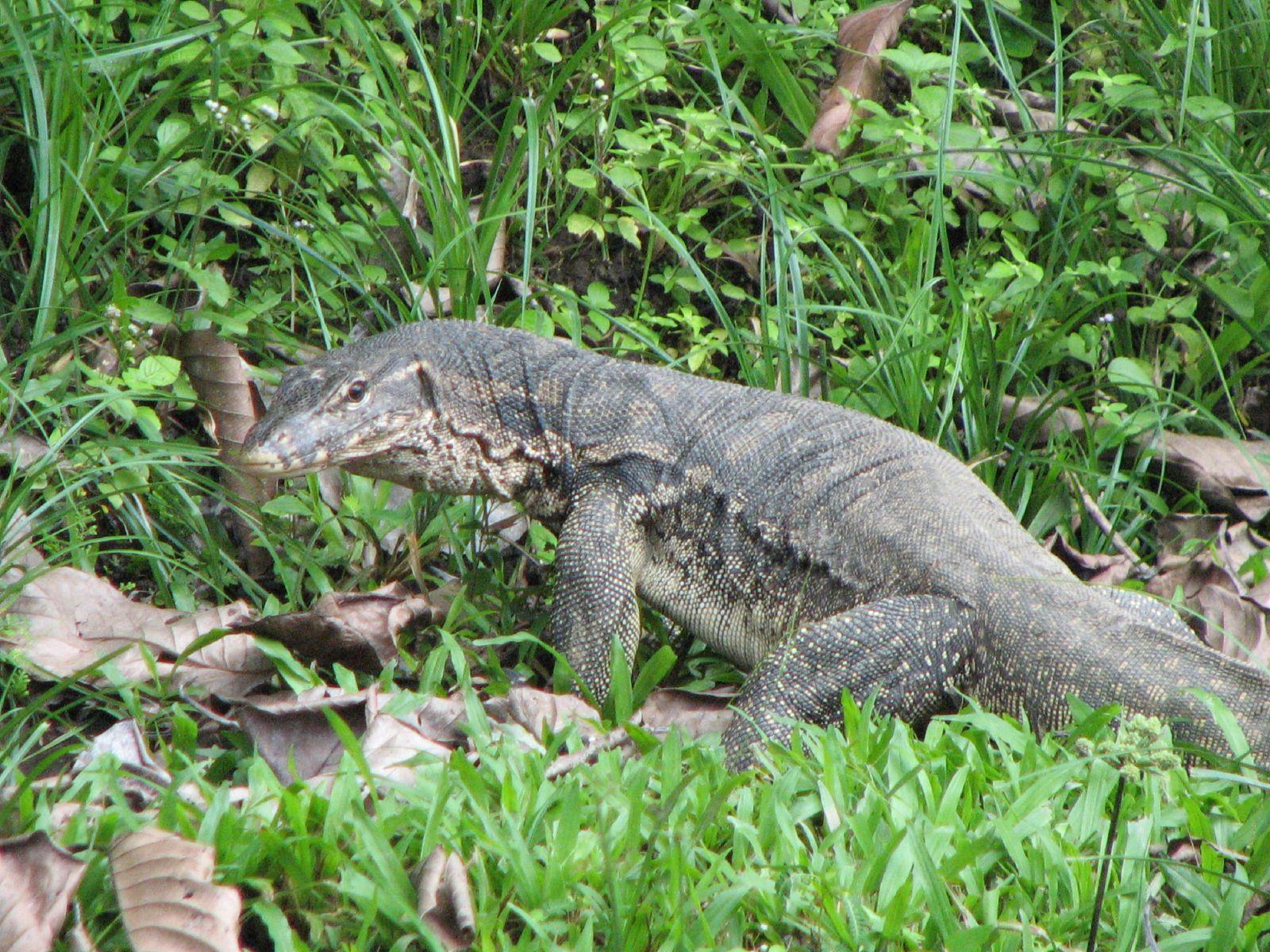 Common Water Monitor