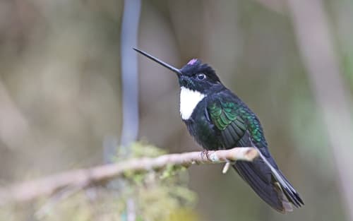 Collared Inca