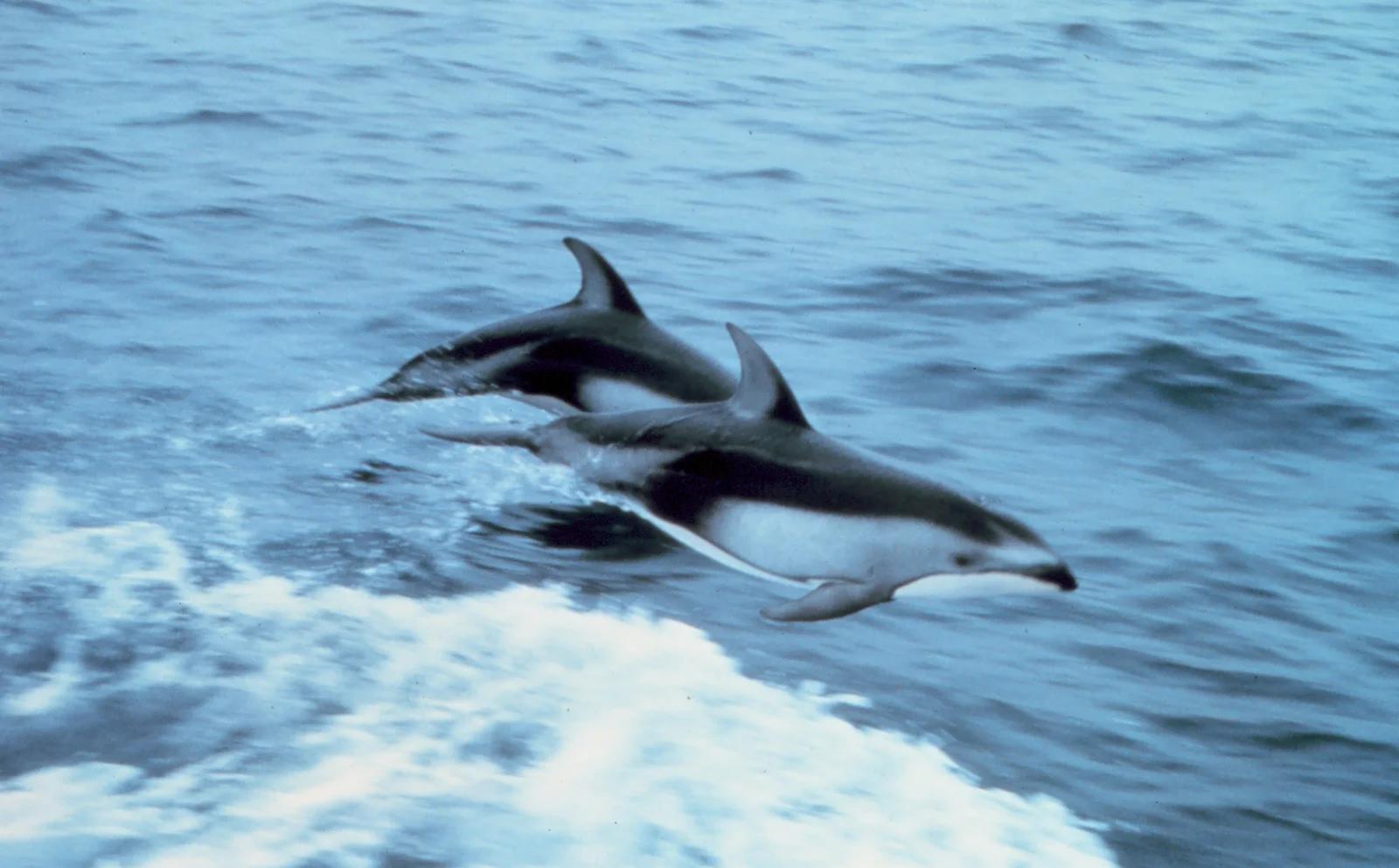 Oceanic Dolphins