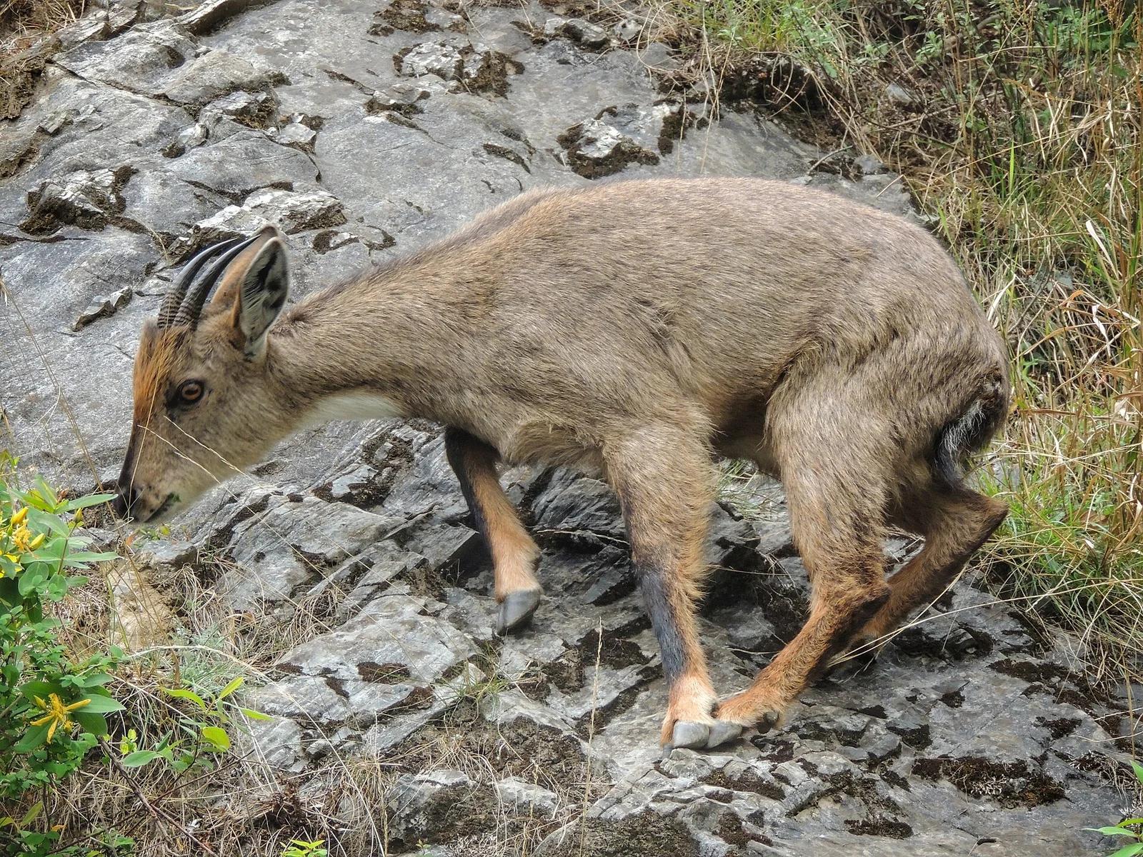 Grey Himalayan Goral