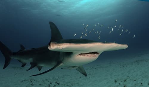 Hammerhead Sharks
