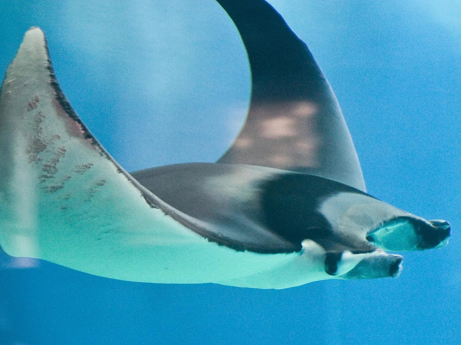 Devil Rays
