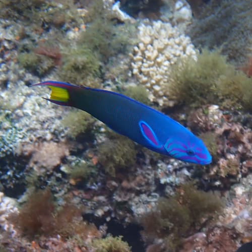 Moon Wrasse