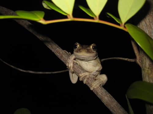 Cuban Tree Frog
