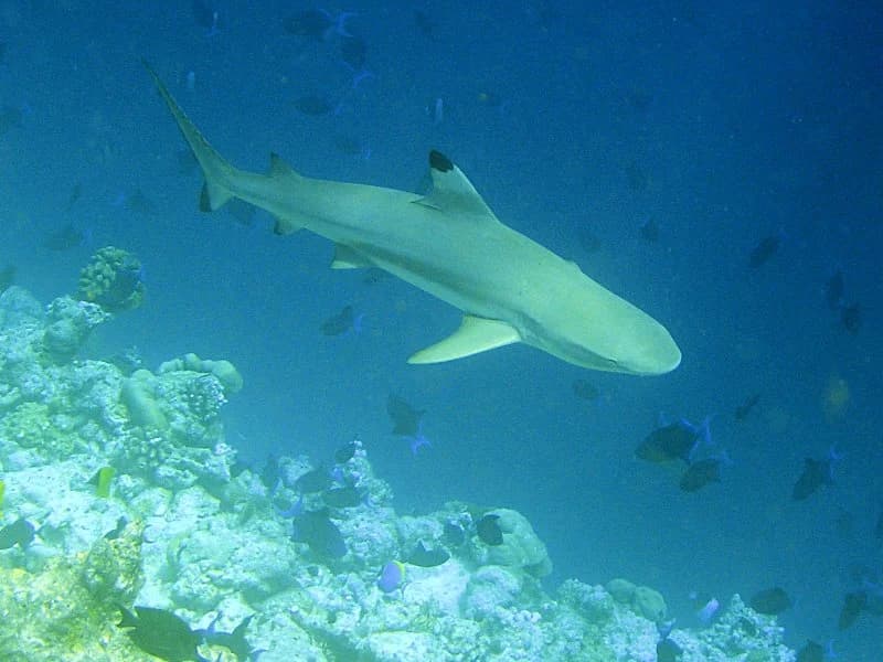 Ground Sharks