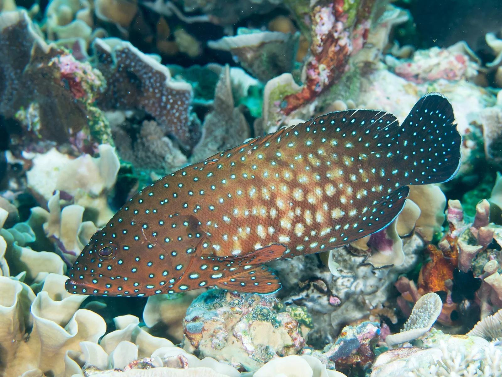 Bluespotted Grouper