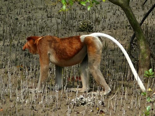 Proboscis Monkey