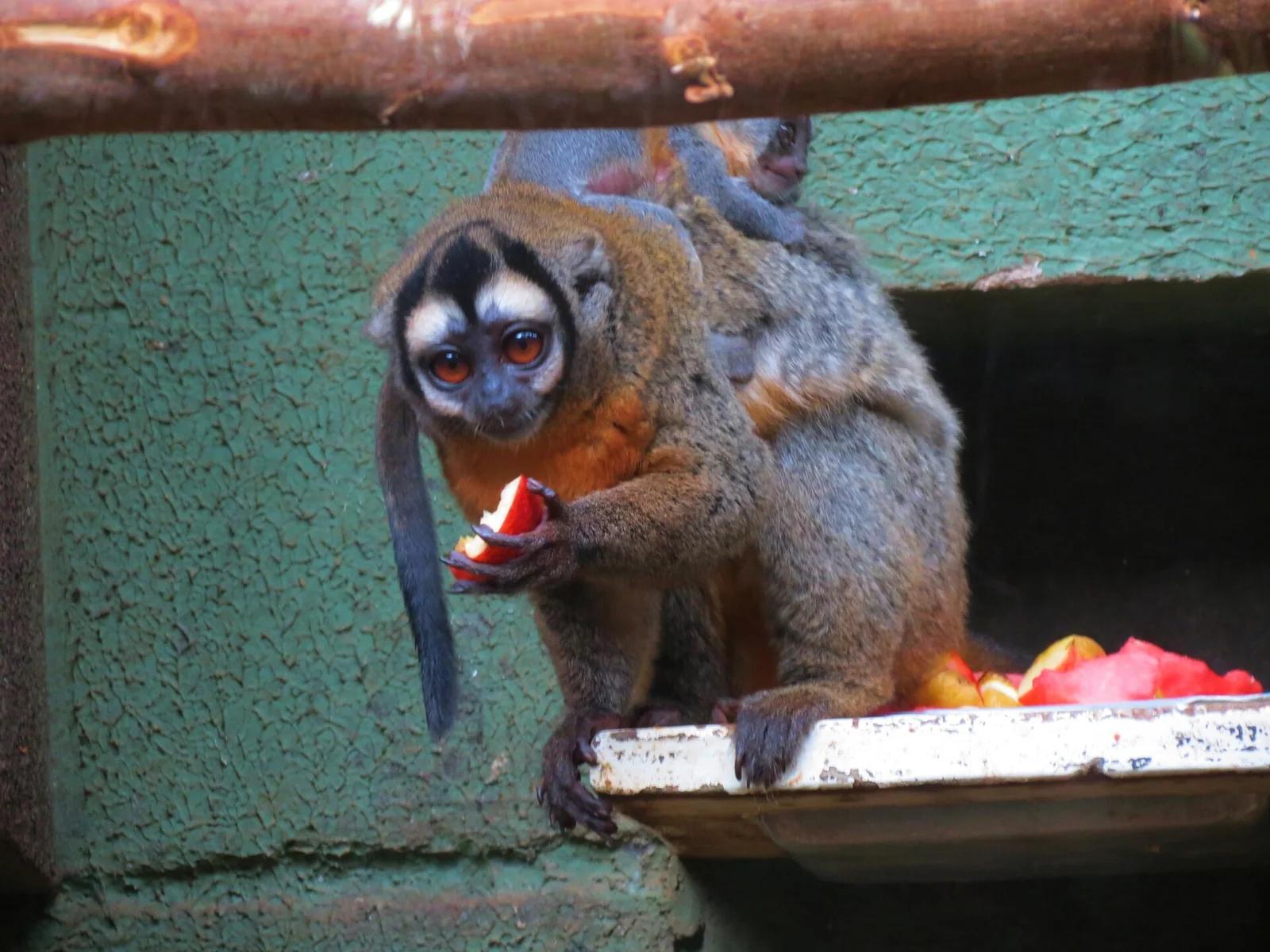 Black-headed Night Monkey