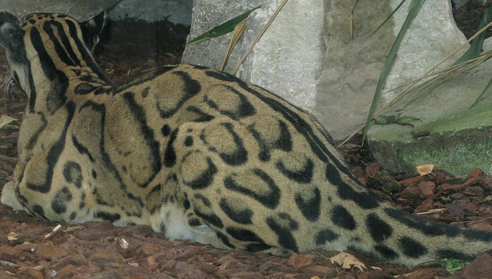 Clouded Leopards