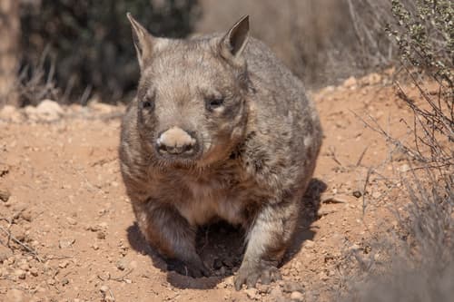 Wombats