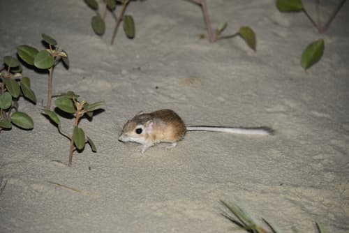 Kangaroo Rats and Pocket Mice