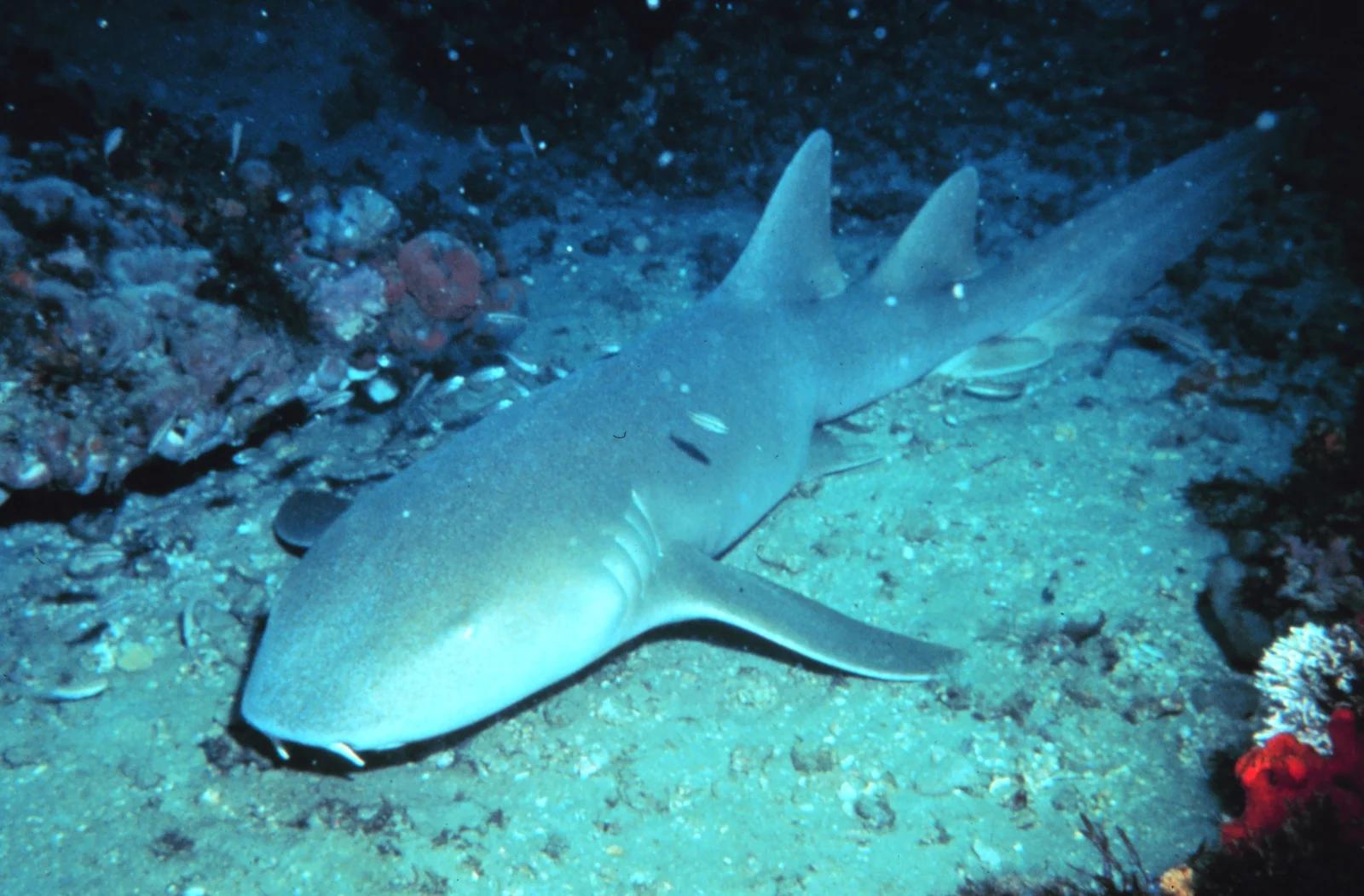 Nurse Sharks