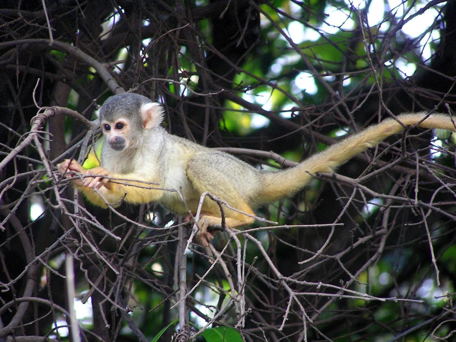 Black-capped Squirrel Monkey