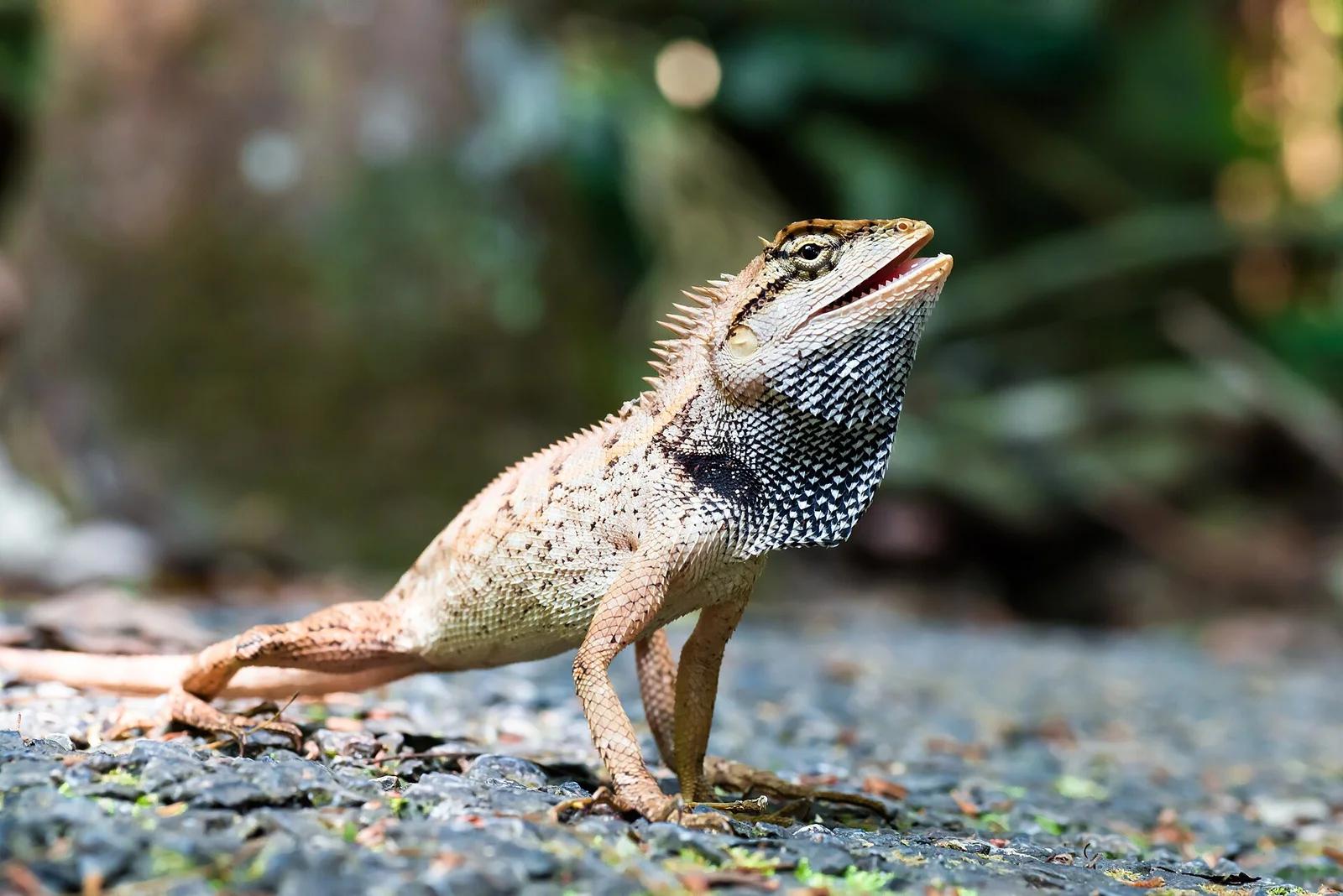 Forest Garden Lizard