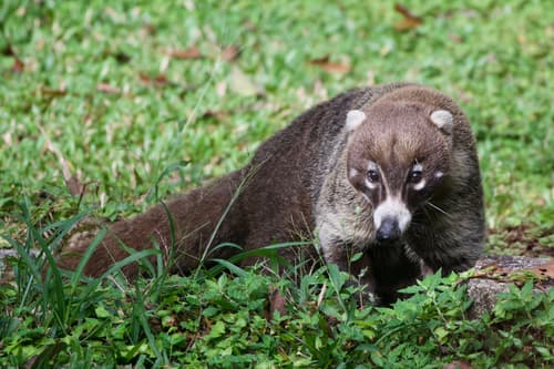 White-nosed Coati
