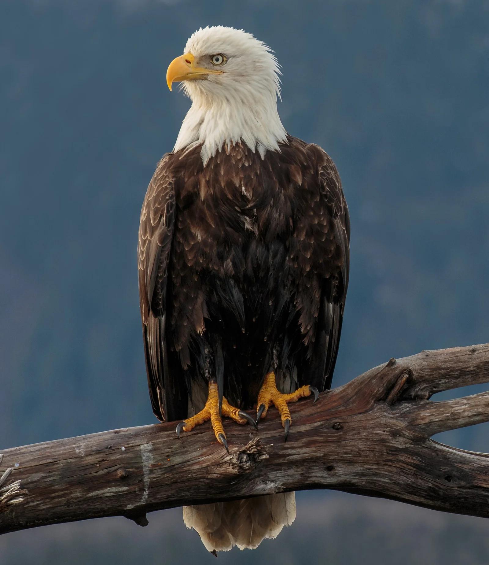 Bald Eagle