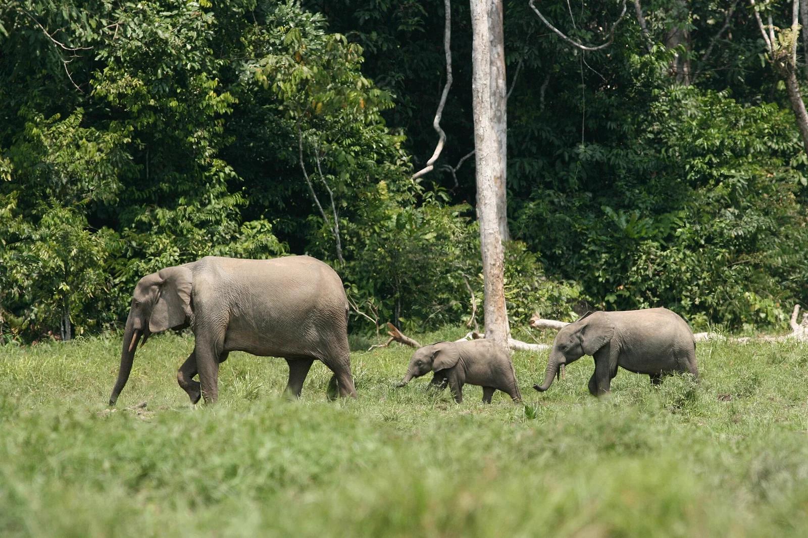 Forest Elephant