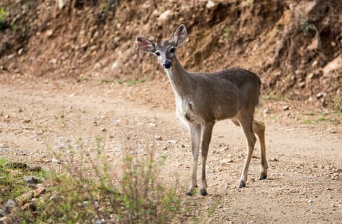 Andean White-tailed Deer