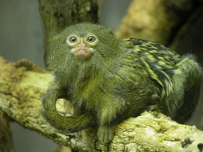Pygmy marmosets