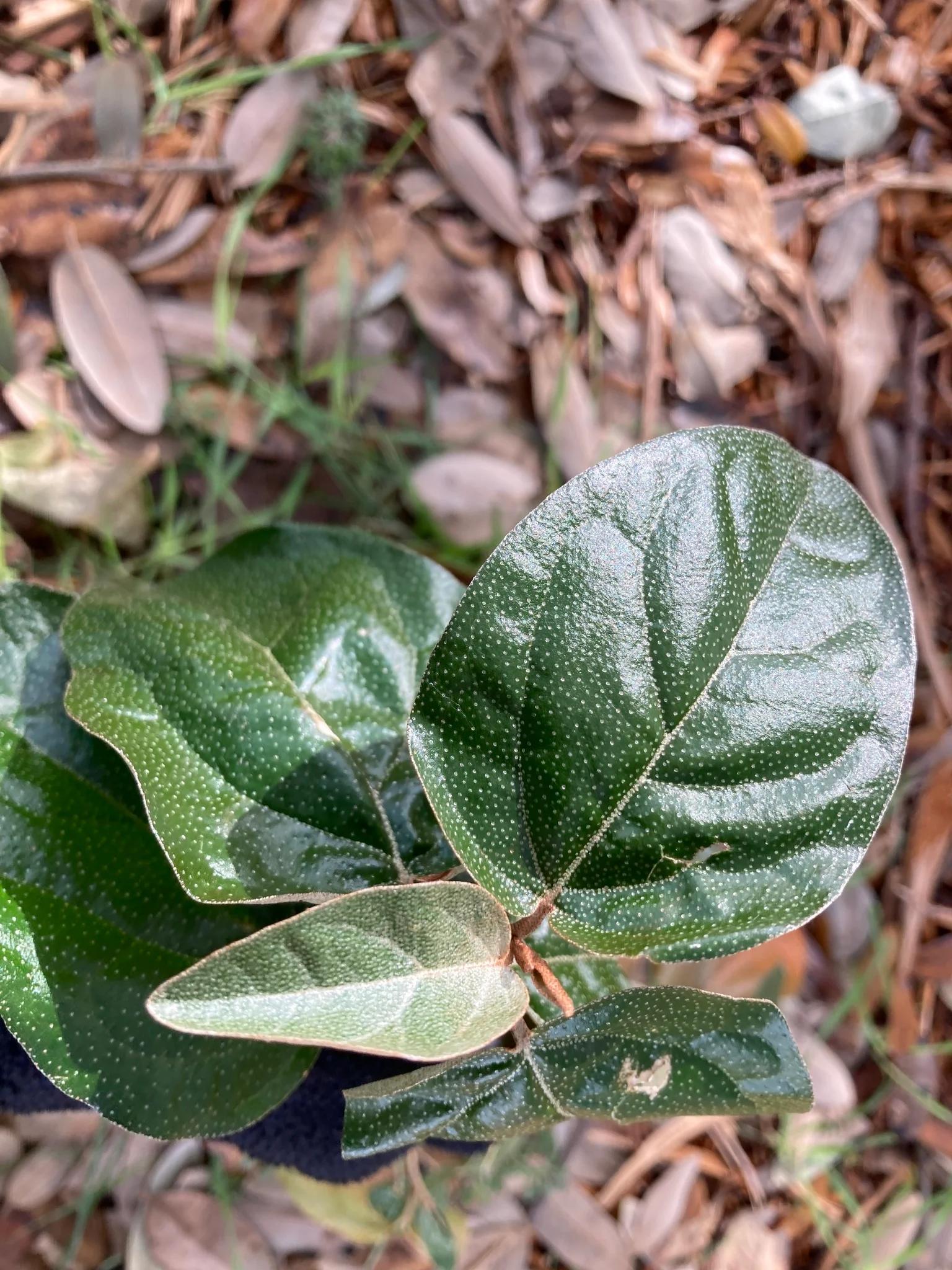Texabama croton
