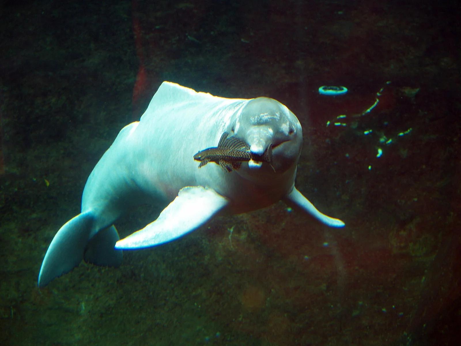 American River Dolphins