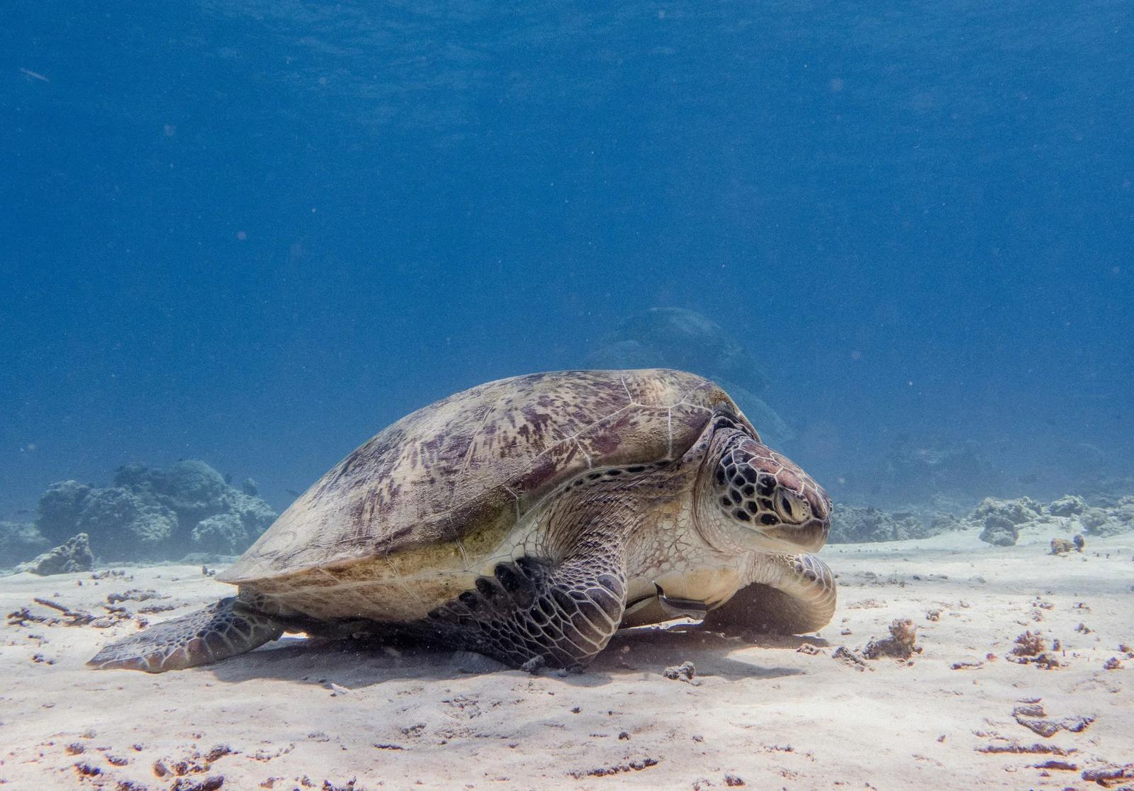 Green Sea Turtles