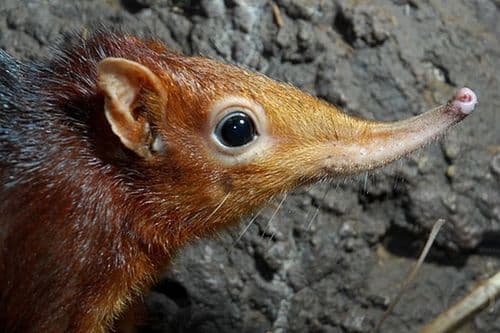 Black-and-rufous Sengi