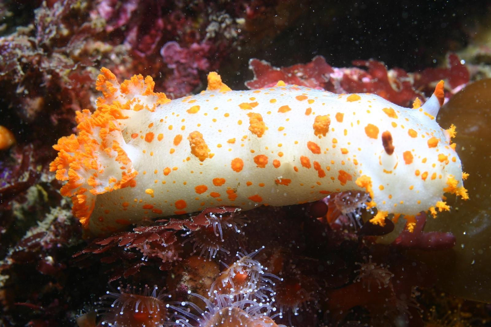 Clown Dorid