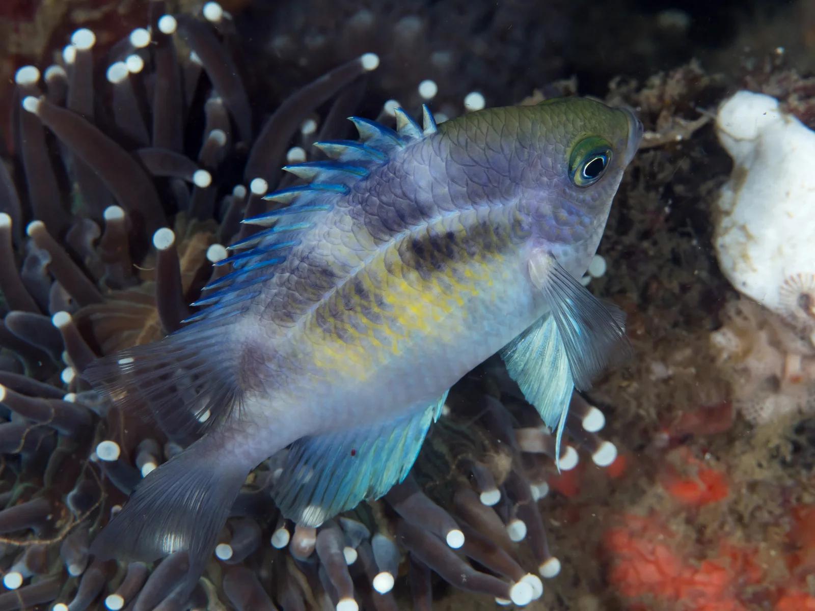 Staghorn Damsel