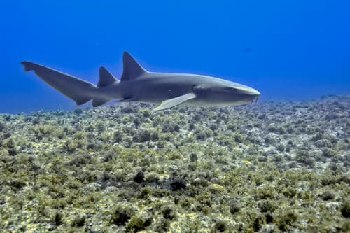 Nurse Shark