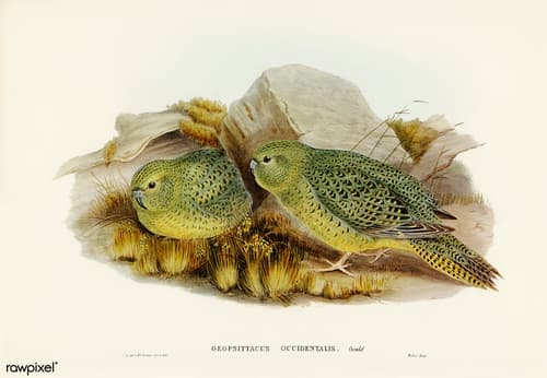 Night Parrot