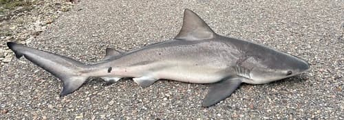 Bull Shark