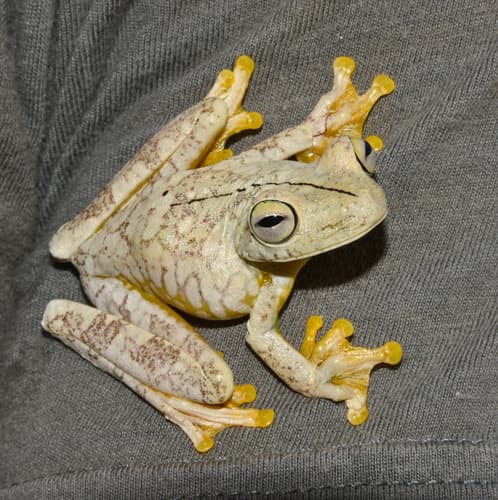 Rosenberg's Gladiator Frog