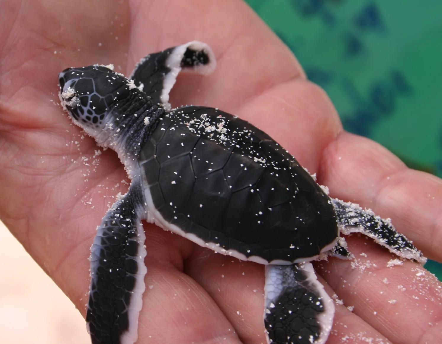 Green and Flatback Sea Turtles