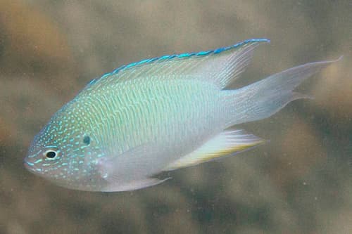 Peacock Damsel
