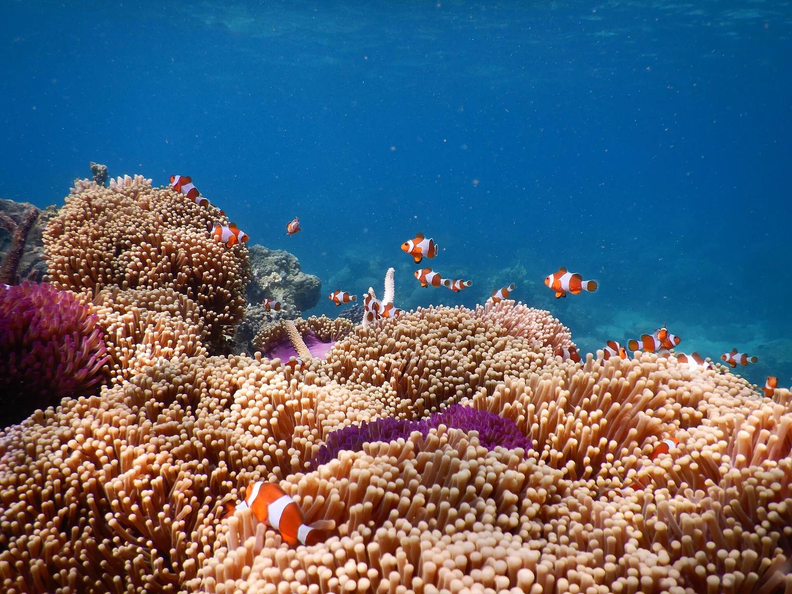 Ocellaris Anemonefish