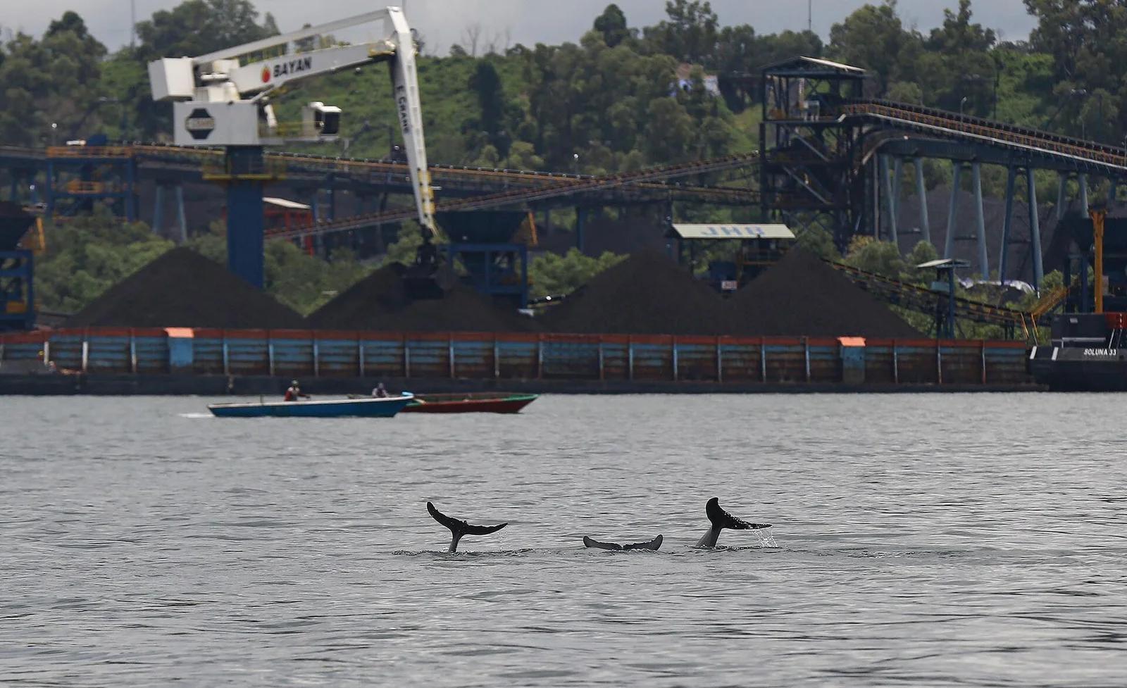 Irrawaddy Dolphin