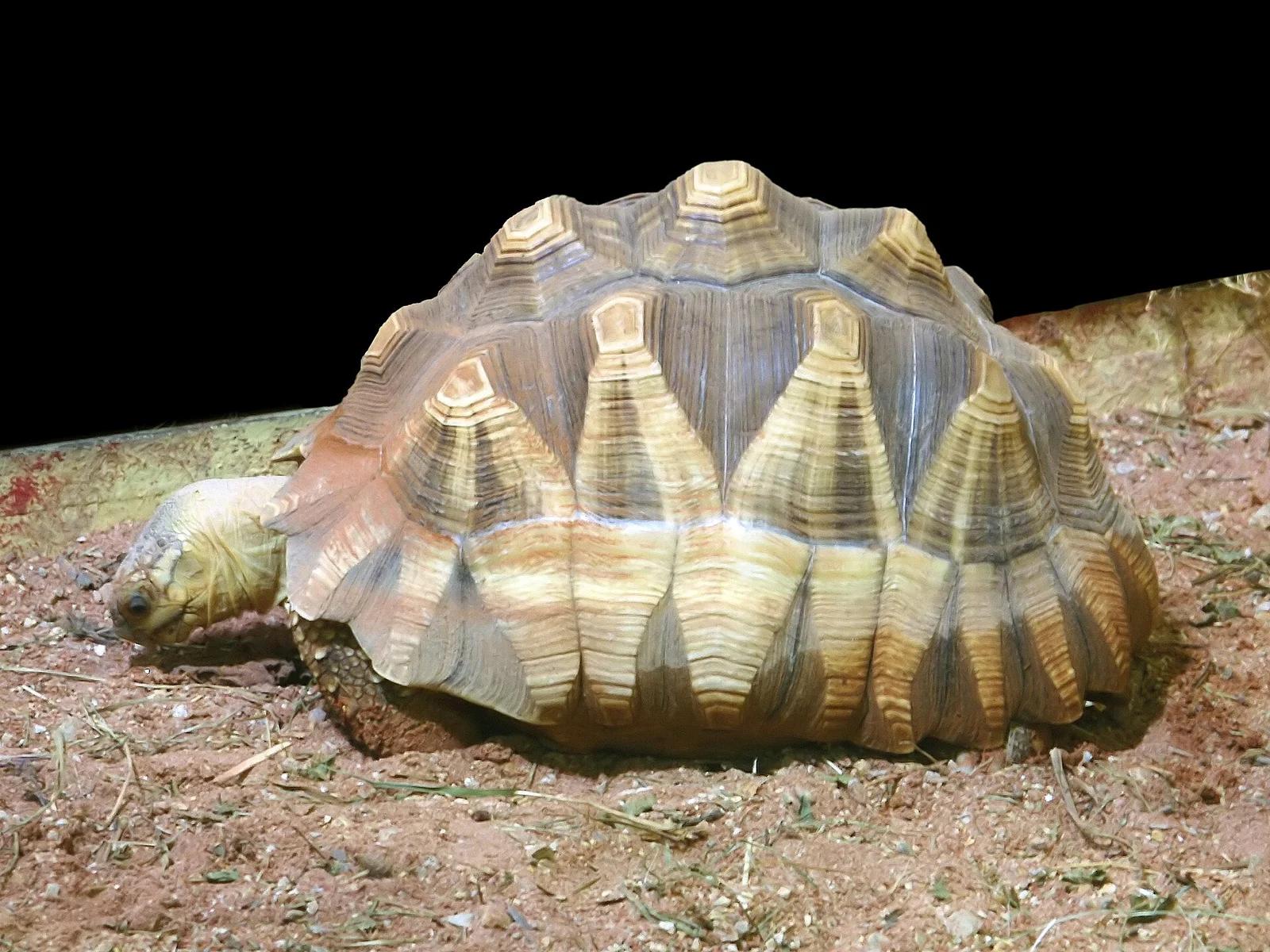 Ploughshare Tortoise