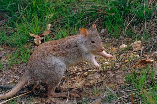 Rufous Bettong