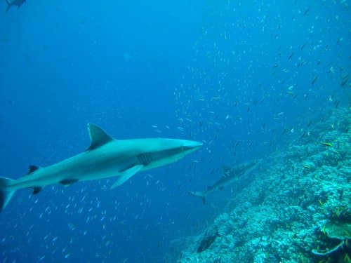 Silvertip Shark